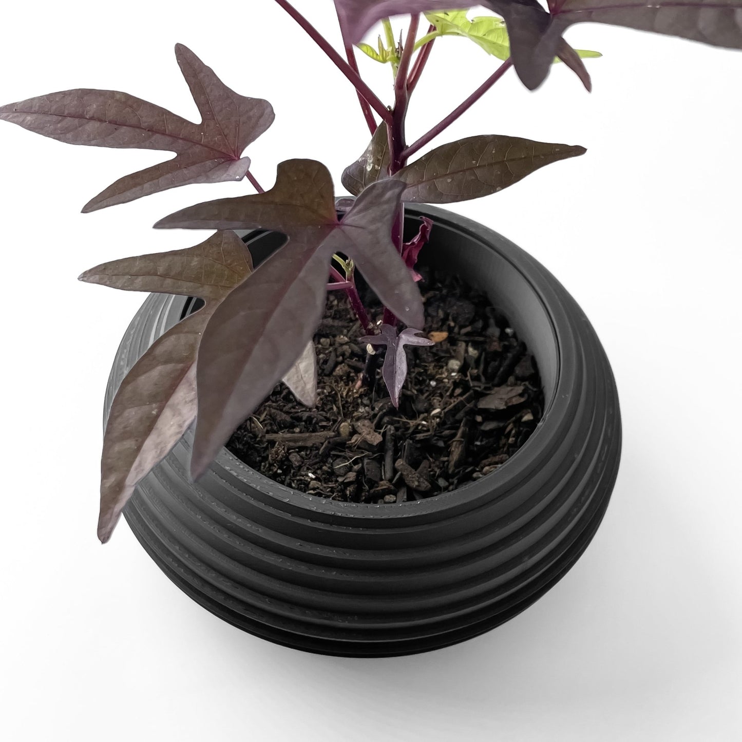 The "Frons" Planter - Modern Indoor Plant Pot and Container - WG Creative Co.